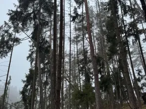 Prodej podílu lesa, Vacov, 23843 m2