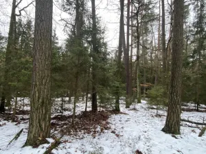 Prodej lesa, Veliny, 16002 m2