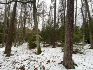 Prodej lesa, Veliny, 16002 m2