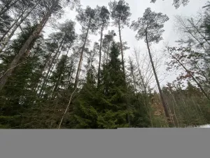 Prodej lesa, Veliny, 16002 m2