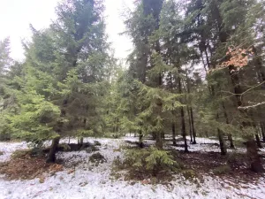 Prodej lesa, Veliny, 16002 m2