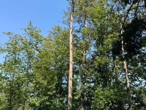 Prodej lesa, Bolehošť, 3558 m2