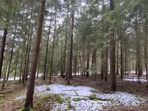 Prodej lesa, Veliny, 4431 m2