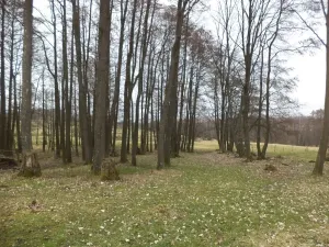 Dražba pozemku pro bydlení, Dolní Nivy, 1221 m2