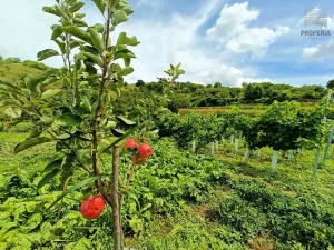 Prodej sadu/vinice, Pouzdřany, 1120 m2