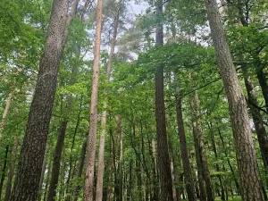 Prodej lesa, Paceřice, 4924 m2