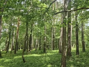 Prodej lesa, Paceřice, 4924 m2