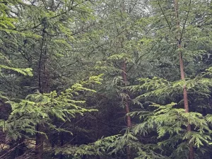 Prodej podílu lesa, Vlastec, 2339 m2