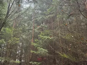 Prodej podílu lesa, Vlastec, 2339 m2