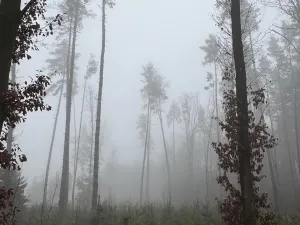 Prodej podílu lesa, Vlastec, 2339 m2