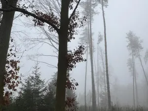 Prodej podílu lesa, Vlastec, 2339 m2