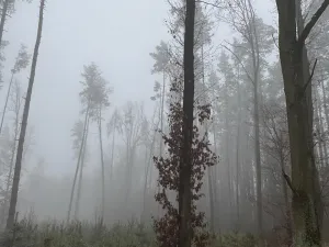 Prodej podílu lesa, Vlastec, 2339 m2