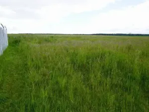 Dražba pole, Dolní Krupá, 5368 m2