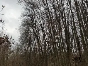 Prodej lesa, Čejkovice, 8895 m2