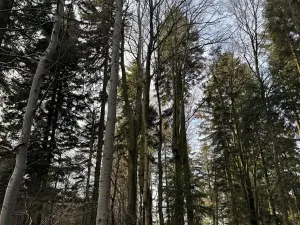 Prodej podílu lesa, Halenkov, 1840 m2