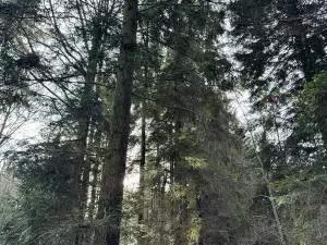 Prodej podílu lesa, Halenkov, 1840 m2