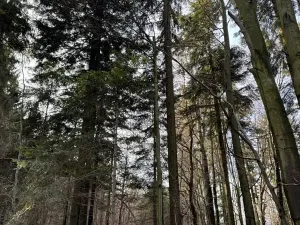 Prodej podílu lesa, Halenkov, 1840 m2