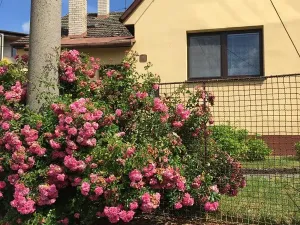 Prodej rodinného domu, Jaroměřice, 70 m2