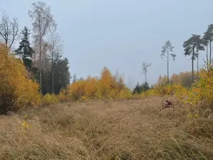 Prodej podílu lesa, Úboč, 4513 m2