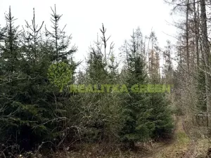 Prodej lesa, Konice, 3343 m2