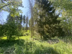 Prodej lesa, Kropáčova Vrutice - Sušno, 15167 m2