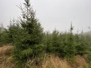 Prodej lesa, Městečko Trnávka - Lázy, 6313 m2