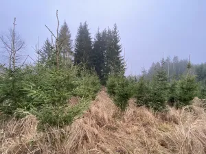 Prodej lesa, Městečko Trnávka - Lázy, 6313 m2