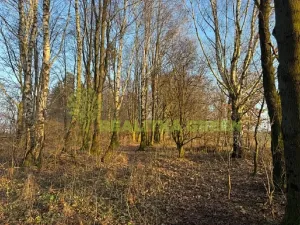 Prodej lesa, Jistebník, 5452 m2