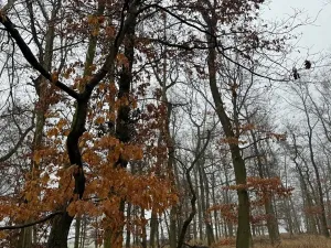 Prodej lesa, Citonice, 1777 m2