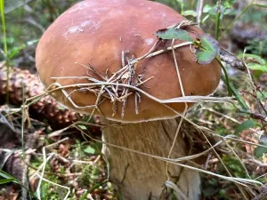 Prodej bytu 1+kk, Janov nad Nisou - Hrabětice, 28 m2