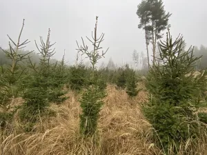 Prodej lesa, Městečko Trnávka - Lázy, 6313 m2