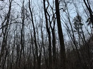 Prodej lesa, Týnec nad Labem, 7079 m2