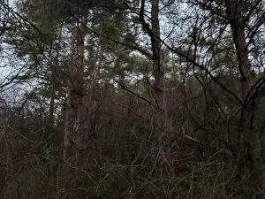 Prodej podílu lesa, Vinaře, 10883 m2