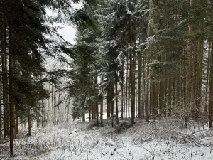 Prodej lesa, Velké Losiny, 7690 m2