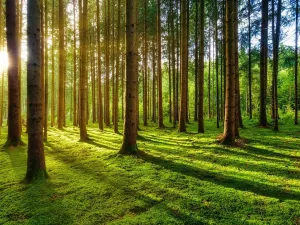 Prodej lesa, Lišany, 5889 m2