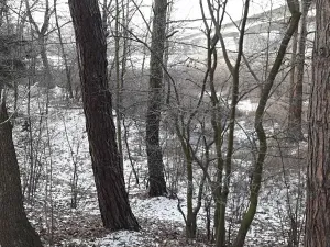 Prodej lesa, Řípec, 27546 m2