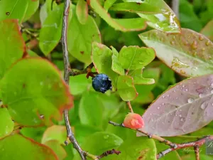 Prodej zahrady, Chlumec, 467 m2