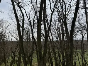 Prodej podílu lesa, Lesonice, 1518 m2