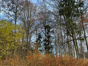 Prodej lesa, Ludmírov, 9585 m2