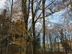 Prodej lesa, Ludmírov, 9585 m2