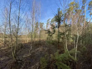 Prodej lesa, Veliny, 4968 m2