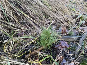 Prodej lesa, Veliny, 4968 m2