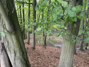 Dražba louky, Velká Polom, 2296 m2