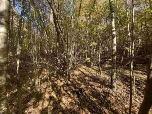 Prodej pole, Železný Brod, 12622 m2