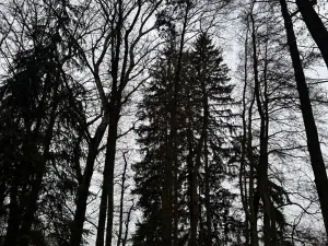 Prodej lesa, Předslav, 6263 m2