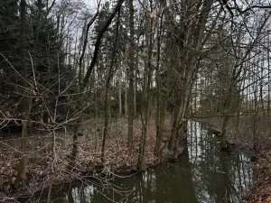 Prodej lesa, Předslav, 6263 m2