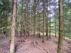 Prodej lesa, Blížejov - Lštění, 6627 m2