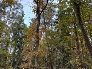 Prodej lesa, Chrášťany, 11900 m2