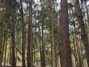 Prodej lesa, Chrášťany, 11900 m2