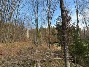 Prodej lesa, Huslenky, 11045 m2